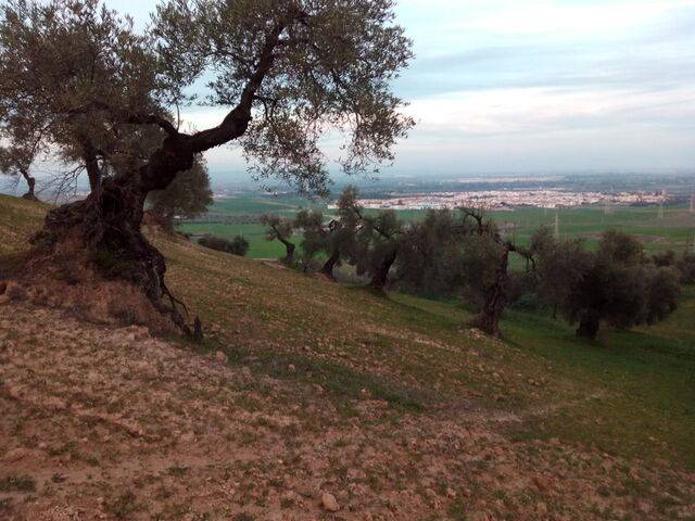imagen 1 de Finca rústica cerca de Sevilla
