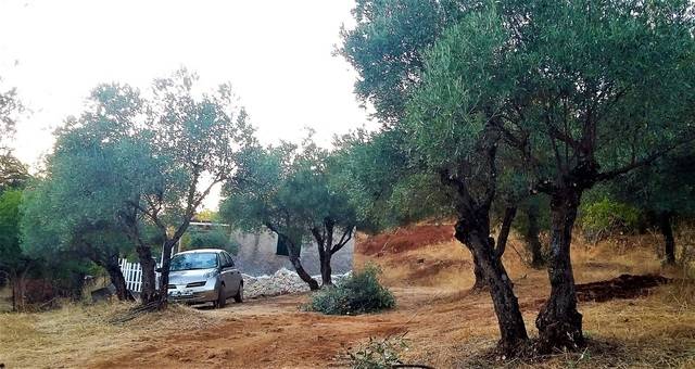 imagen 1 de Venta de olivar con casa en El Pedroso (Sevilla)