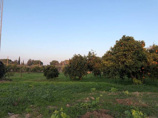 imagen 1 de Venta de finca con casa y bien ubicada en Sanlucar la Mayor