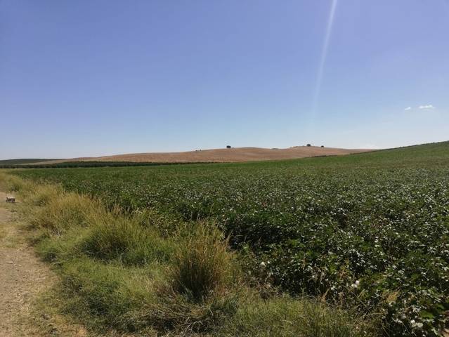 imagen 1 de Venta de finca de regadío en Carmona