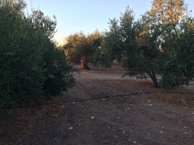 imagen 1 de Venta de olivar en Cazalla de la sierra
