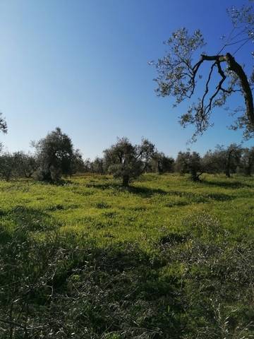 imagen 1 de Venta de finca con olivos centenarios en Pilas