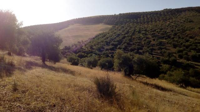 imagen 1 de Venta de Olivar en Morón de la Frontera (Sevilla)