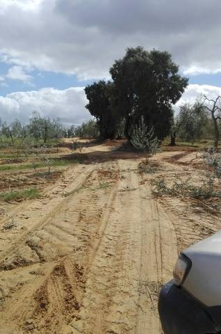imagen 1 de Venta de finca con buena ubicación en Aznalcazar