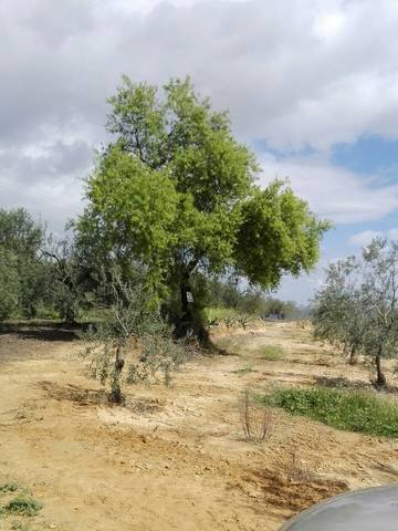 imagen 1 de Venta de finca con buena ubicación en Aznalcazar