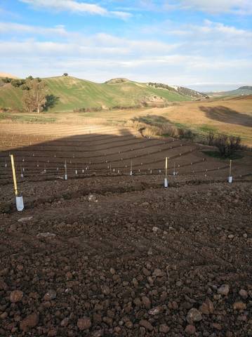 imagen 1 de Venta de finca con muchas posibilidades en Montellano