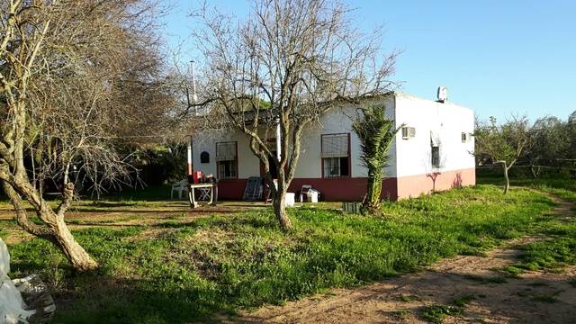 imagen 1 de Venta de olivar con casa, nave y tractor con aperos en Carmona