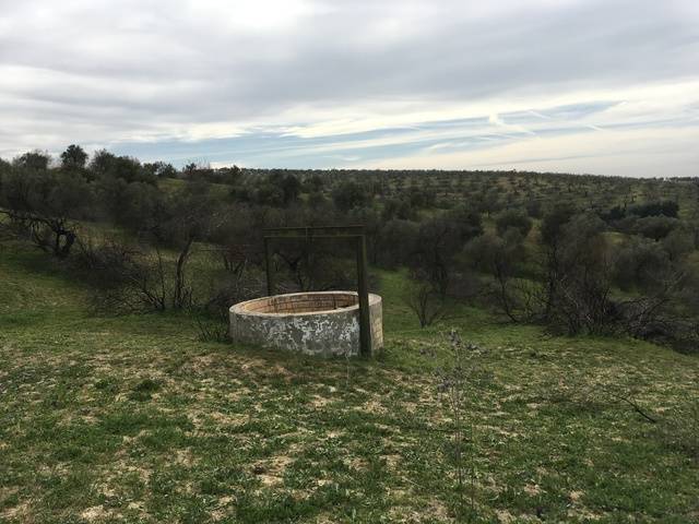 imagen 1 de Venta de finca rústica con olivos en Sanlúcar la Mayor