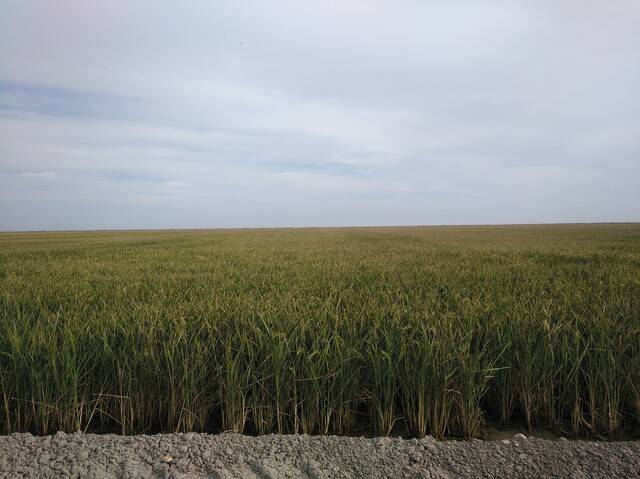 imagen 1 de Venta de plantaciones de arroz en Isla Mayor