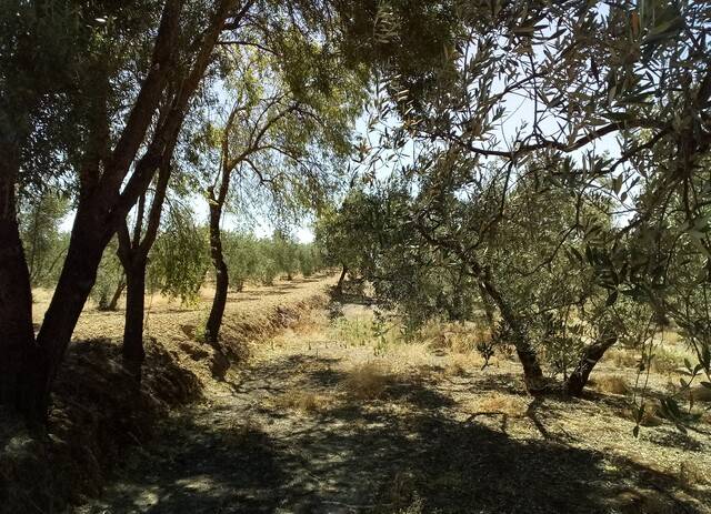 imagen 1 de Venta de olivar en Huévar del Aljarafe