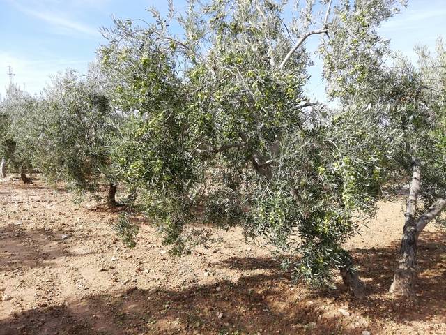 imagen 1 de Venta de finca de olivos con agua y luz en Osuna