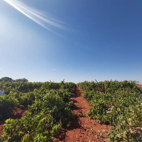 imagen 1 de Venta de finca rústica en Dos Hermanas (Sevilla)