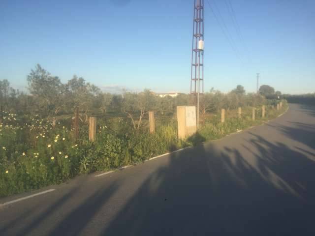 imagen 1 de Venta de parcela con olivos y buen acceso en Utrera