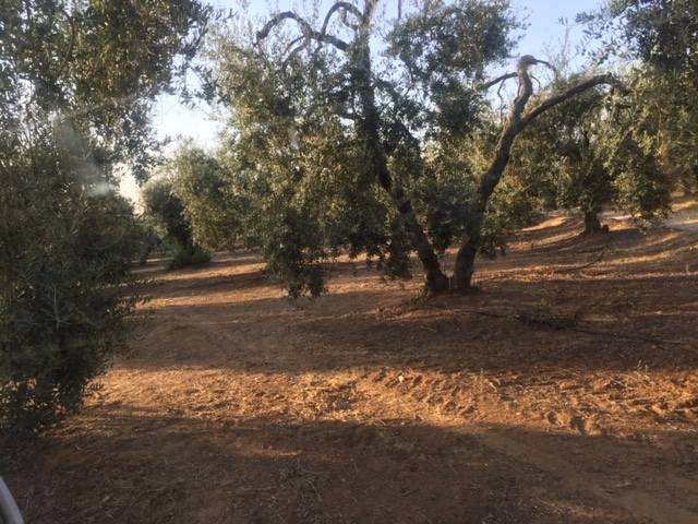 imagen 1 de Venta de finca con olivar en Pilas (Sevilla)