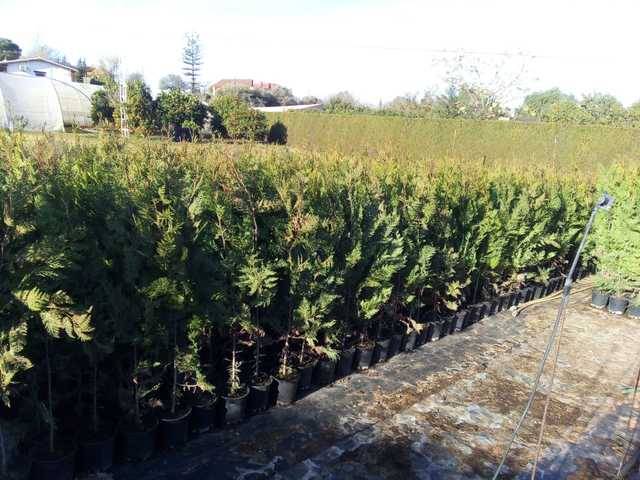 imagen 1 de Venta de finca rústica con vivienda en Espartinas