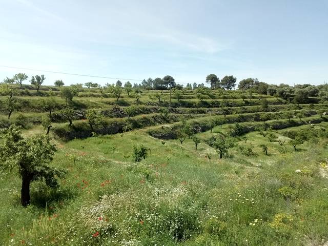 imagen 1 de Venta de finca de regadío en La Pobla de Massaluca