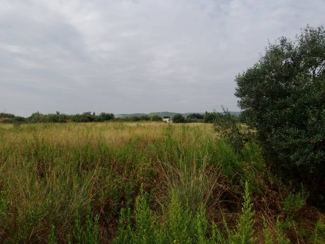 imagen 1 de Venta de finca bien ubicada con olivos en El Vendrell