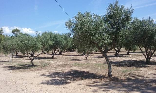 imagen 1 de Venta de finca rústica en Salou