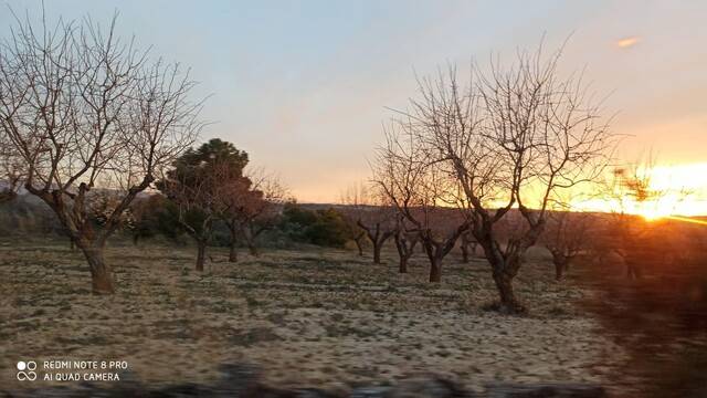 imagen 1 de Venta de finca de almendros en Gandesa