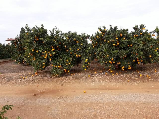 imagen 1 de Venta de finca de naranjos de regadío en Santa Bárbara