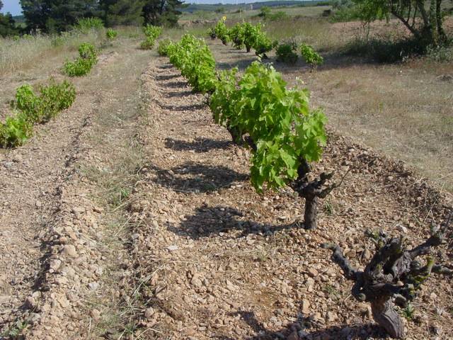 imagen 1 de Venta de finca con edificación en El Perello