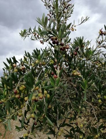 imagen 1 de Venta de olivar en ecológico en Roquetes