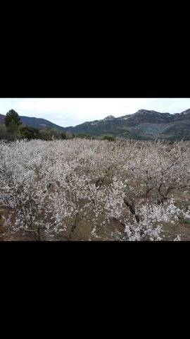 imagen 1 de Venta de finca de almendros con buen acceso en Alforja