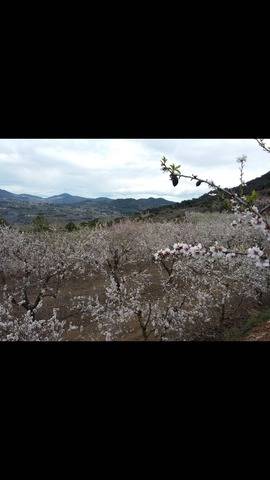imagen 1 de Venta de finca de almendros con buen acceso en Alforja