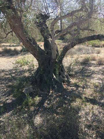 imagen 1 de Venta de finca con olivos y algarrobos en El Perelló (Tarragona)
