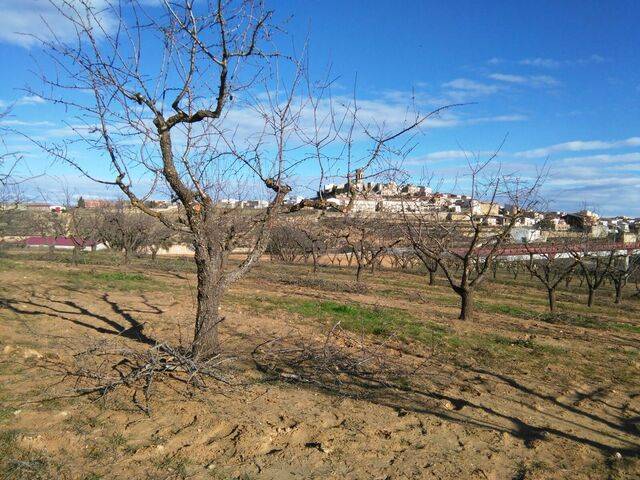 imagen 1 de Venta de finca de almendros en Batea (Tarragona)
