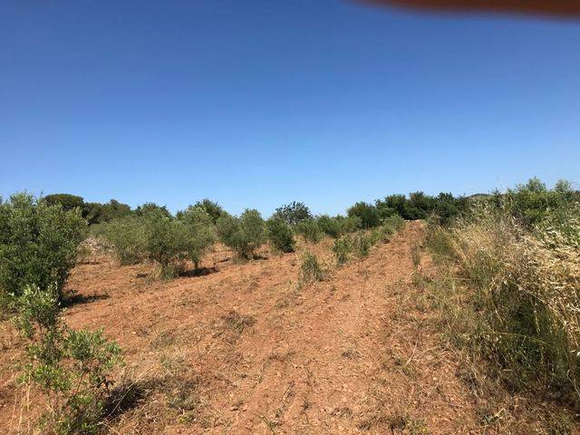 imagen 1 de Venta de finca con olivos y casa a reformar en Montferri