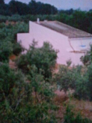 imagen 1 de Venta de terreno con olivos y pequeña casita en Aldea (Tarragona)