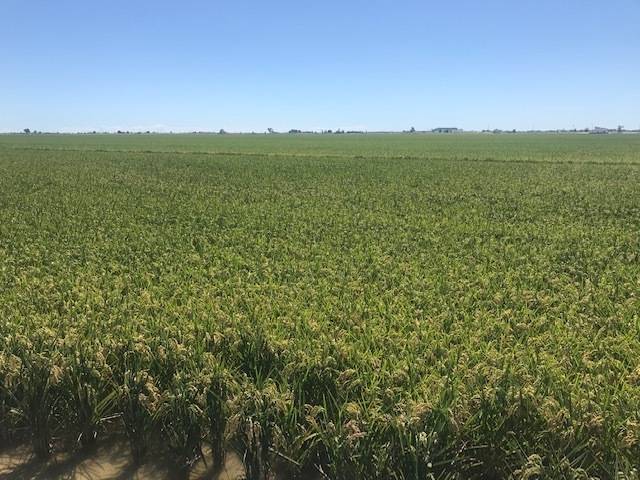 imagen 1 de Venta de arrozal en Tarragona
