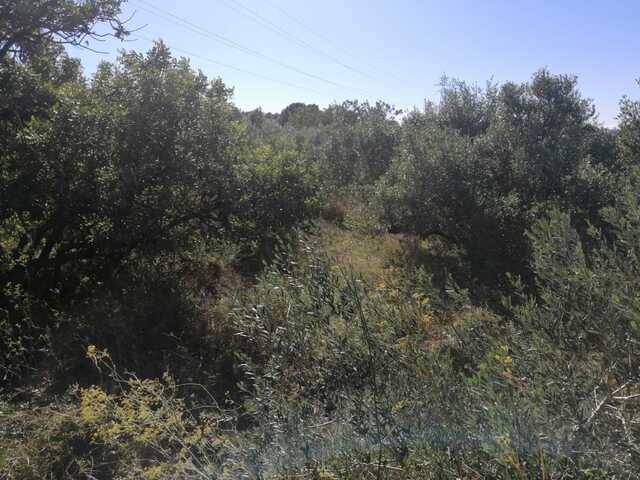 imagen 1 de Venta de finca para cultivar en Valldemoll (Tarragona)