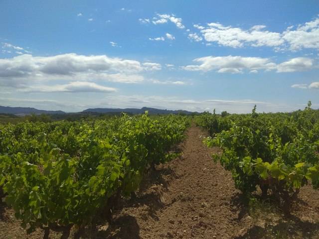 imagen 1 de Venta de viñedo ecológico en Gandesa (Tarragona)