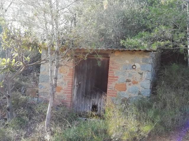 imagen 1 de Venta de terreno con olivos jóvenes en Riudecanyes