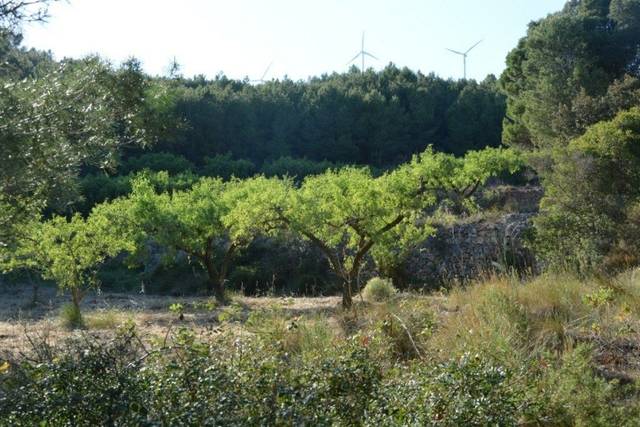 imagen 1 de Venta de finca rústica con almendros en Cabra del Camp