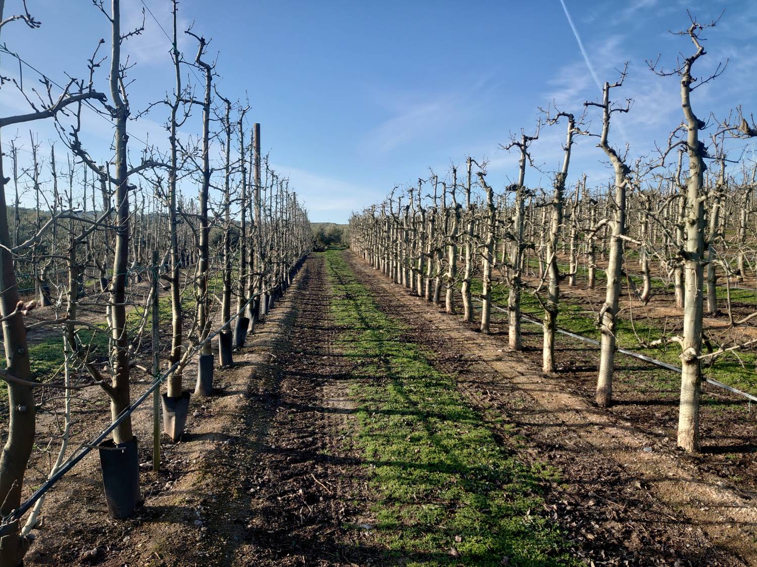 imagen 1 de Fantástica finca de peras en intensivo