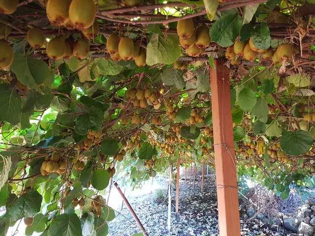 imagen 1 de Venta de finca vallada y con buen acceso en Garachico (Tenerife)