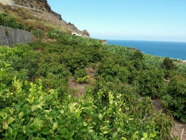 imagen 1 de Se vende finca con frutales en Buenavista del Norte (Tenerife)
