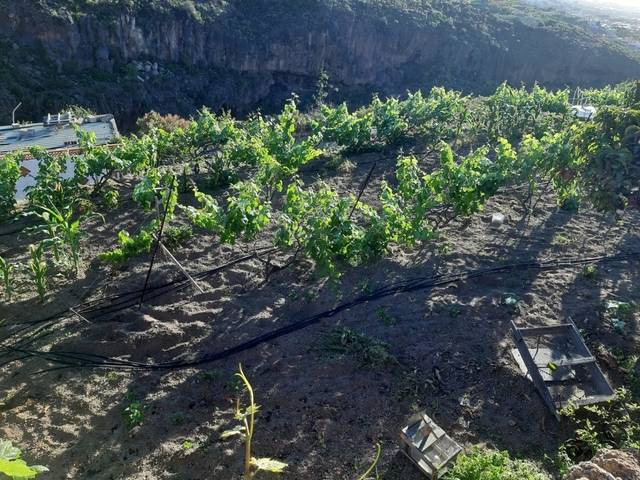 imagen 1 de Venta de terreno rústico en Güímar (Tenerife)