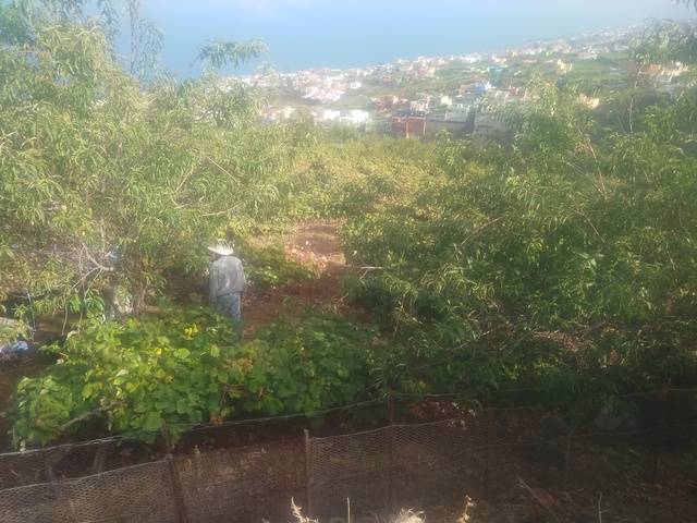 imagen 1 de Venta de finca con viñedo en Santa Úrsula (Tenerife)