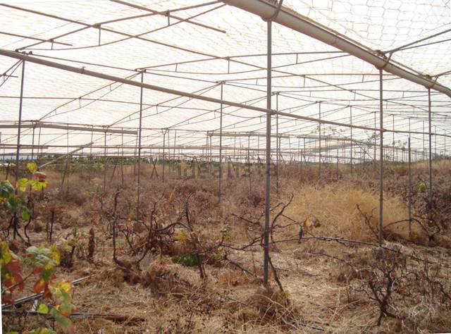 imagen 1 de Venta de finca con invernadero y vivienda en Valle Guerra (Tenerife)