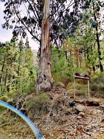 imagen 1 de Venta o cambio de terreno en ecológico en Arona (Tenerife)