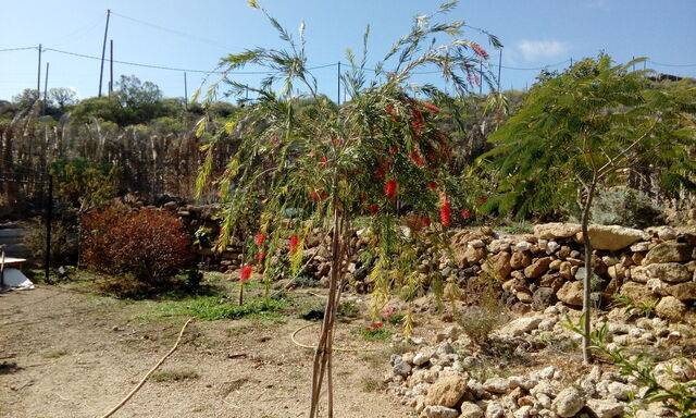 imagen 1 de Venta de finca con vivienda y cuevas en El Escobonal
