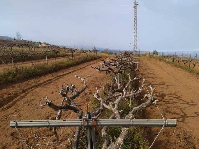 imagen 1 de Venta de viñedo en El Sauzal (Tenerife)