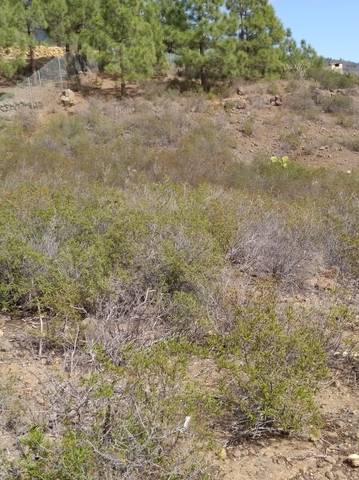 imagen 2 de Venta de finca rústica en Candelaria (Tenerife)