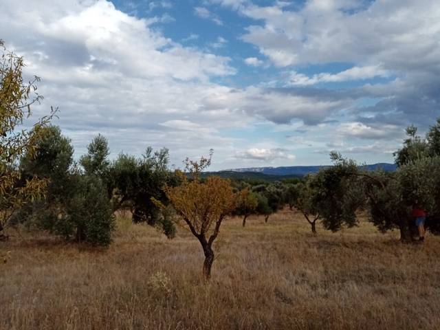 imagen 1 de Venta de finca de olivos y almendros en La Fresneda (Teruel)
