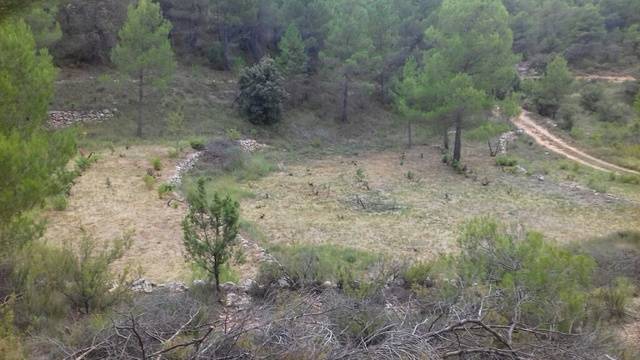 imagen 1 de Venta de finca para cultivo de trufa en Teruel