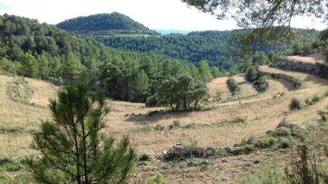 imagen 1 de Venta de finca con casa de aperos en Monroyo (Teruel)